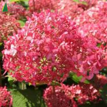 HYDRANGEA arborescens Pink percussion