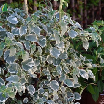 HYDRANGEA anomala petiolaris Silver Lining ®
