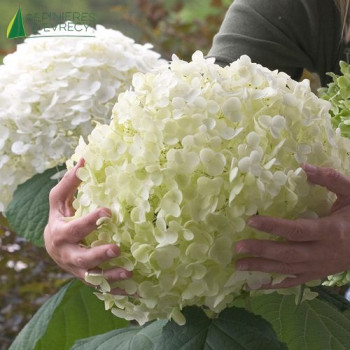 HYDRANGEA arborescens Strong Annabelle