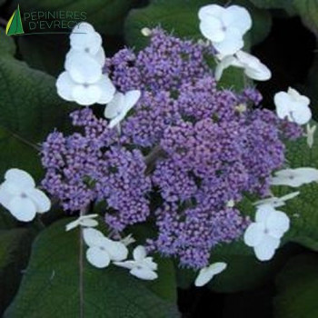 HYDRANGEA aspera sargentiana 30/35 Cont.3/4 L 