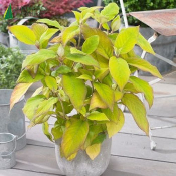 HYDRANGEA aspera sargentiana 'Goldrush' ®  Cont.3/4 L 