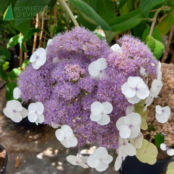 HYDRANGEA aspera Macrophylla