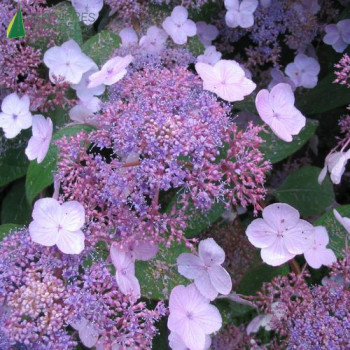 HYDRANGEA aspera Villosa