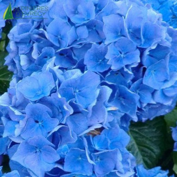 HYDRANGEA macrophylla Adria