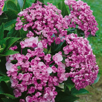 HYDRANGEA macrophylla Ayesha