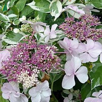 HYDRANGEA macrophylla Tricolor 5/7 br. Cont.3/4 L 