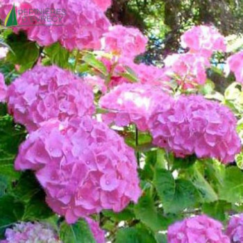 HYDRANGEA macrophylla Bouquet rose (b ros) 5/7 br. Cont.3/4 L 