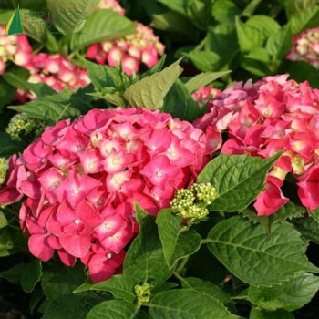 HYDRANGEA  macrophylla Leuchtfeuer