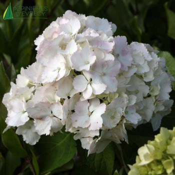 HYDRANGEA macrophylla Mme e. mouillère 5/7 br. Cont.3/4 L 
