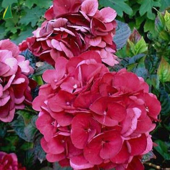 HYDRANGEA macrophylla Merveille sanguinea 5/7 br. Cont.3/4 L 