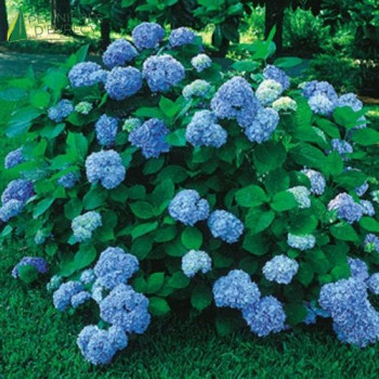 HYDRANGEA macrophylla  Nikko Blue  Cont.3/4 L 