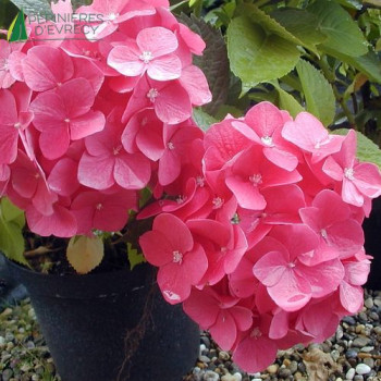 HYDRANGEA macrophylla Red baron