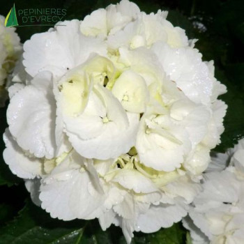 HYDRANGEA macrophylla Snowball (b bla)