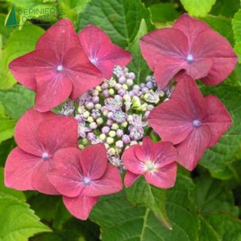 HYDRANGEA macrophylla 'Teller Rood'