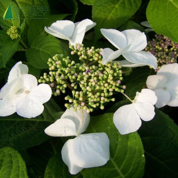 HYDRANGEA macrophylla Teller Snow
