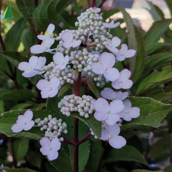 HYDRANGEA paniculata Early Harry