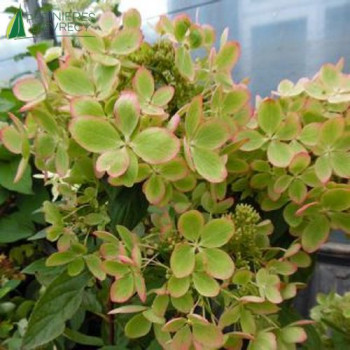 HYDRANGEA paniculata Pastelgreen ®