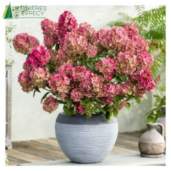 HYDRANGEA paniculata Petite Star 30/40 Cont.3/4 L 