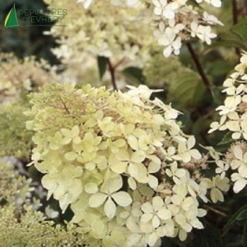 HYDRANGEA paniculata Phantom