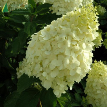 HYDRANGEA paniculata Polar Bear