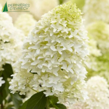 HYDRANGEA paniculata Skyfall