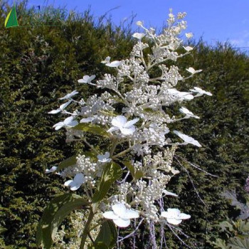 HYDRANGEA paniculata Unique