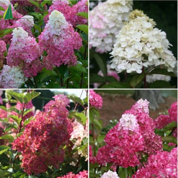 HYDRANGEA paniculata Fraise melba