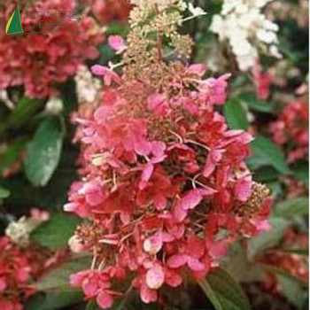 HYDRANGEA paniculata Pinky-winky