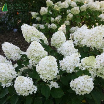 HYDRANGEA paniculata SILVER DOLLAR  Cont.3/4 L 