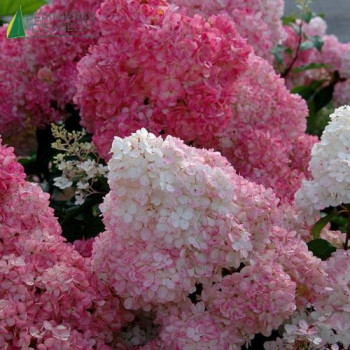 HYDRANGEA paniculata Sundae fraise