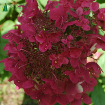 HYDRANGEA paniculata Wim s Red®