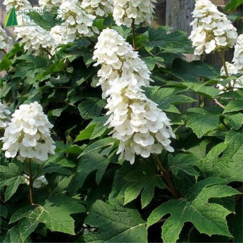 HYDRANGEA quercifolia Ice crystal