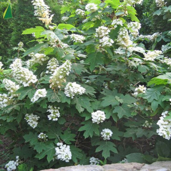 HYDRANGEA quercifolia Snow queen®