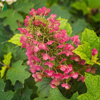 HYDRANGEA quercifolia Ruby Slippers