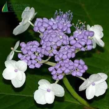 HYDRANGEA involucrata 5/7 br. Cont.3/4 L 