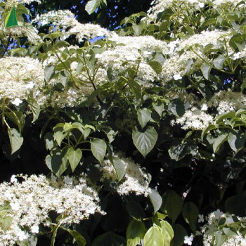 HYDRANGEA petiolaris