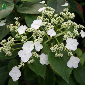 HYDRANGEA seemanii Semiola ®