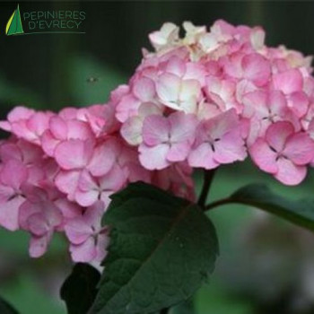HYDRANGEA serrata Preziosa