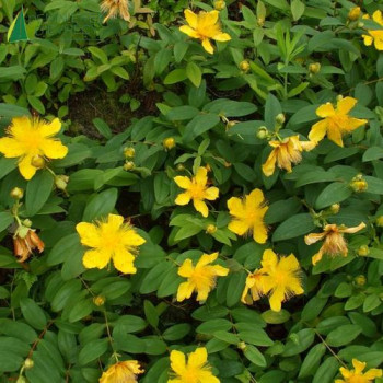 HYPERICUM calycinum