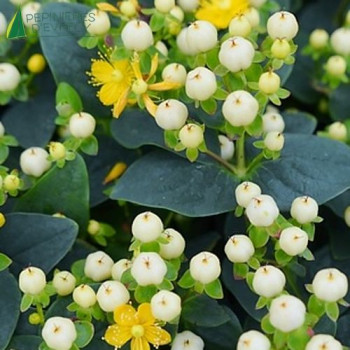 HYPERICUM miracle Blizz