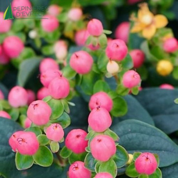 HYPERICUM miracle Blossom