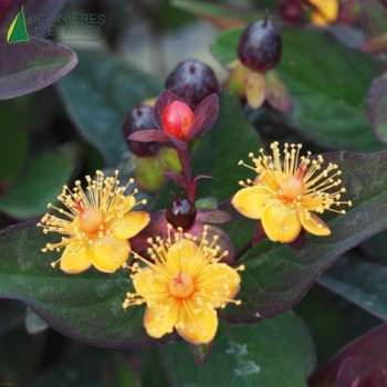 HYPERICUM miracle Night