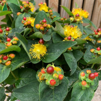 HYPERICUM miracle Wonder