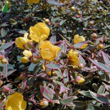 HYPERICUM x moserianum Tricolor 30/40 Cont.3/4 L 