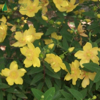 HYPERICUM patulum Hidcote