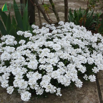 IBERIS sempervirens  Godet 8/9 