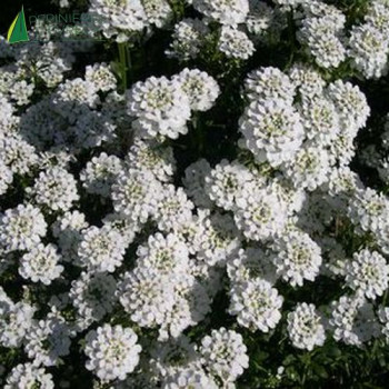 IBERIS semp.snowflake