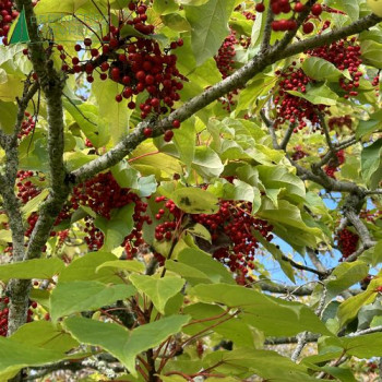 IDESIA polycarpa