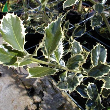 ILEX aquifolium Argentea marginata