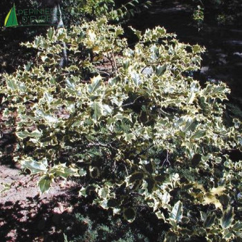 ILEX aquifolium Madame briot